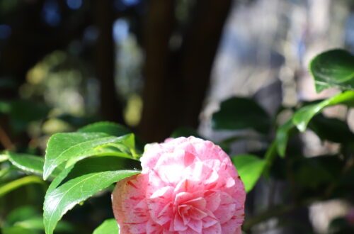 Jardín japonés en parque Golden Gate